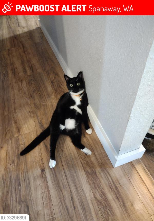 Lost Female Cat last seen Near 192nd St CT East spanaway wa, Spanaway, WA 98387