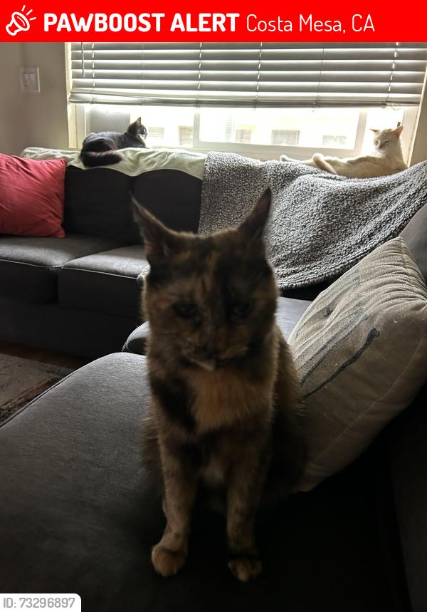 Lost Female Cat last seen Harbor and Victoria, Costa Mesa, CA 92627