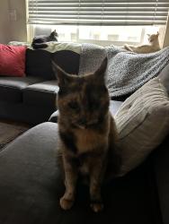 Lost Female Cat last seen Harbor and Victoria, Costa Mesa, CA 92627