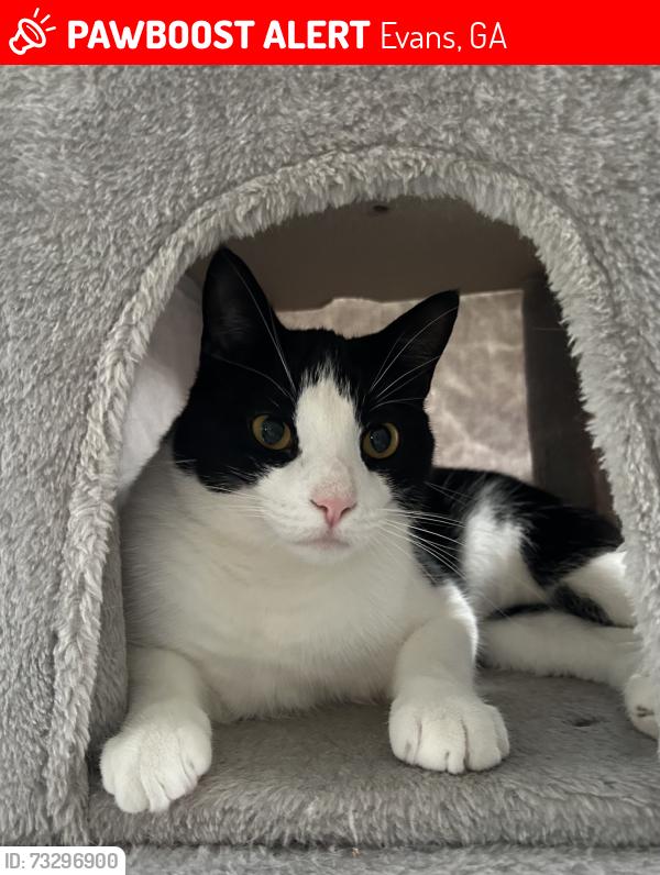 Lost Male Cat last seen Farmstone Ct and greenway, Evans, GA 30809