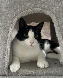 Lost Male Cat last seen Farmstone Ct and greenway, Evans, GA 30809