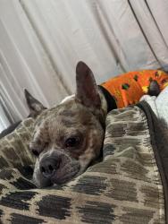 Reunited Male Dog last seen rural and southeastern, Indianapolis, IN 46203