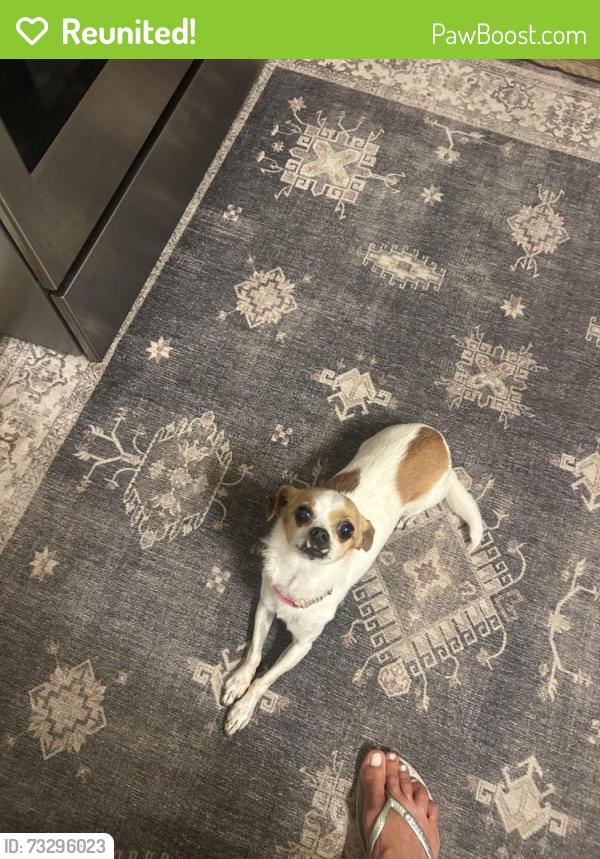 Reunited Female Dog last seen Escobar ave, Los Gatos, CA 95032