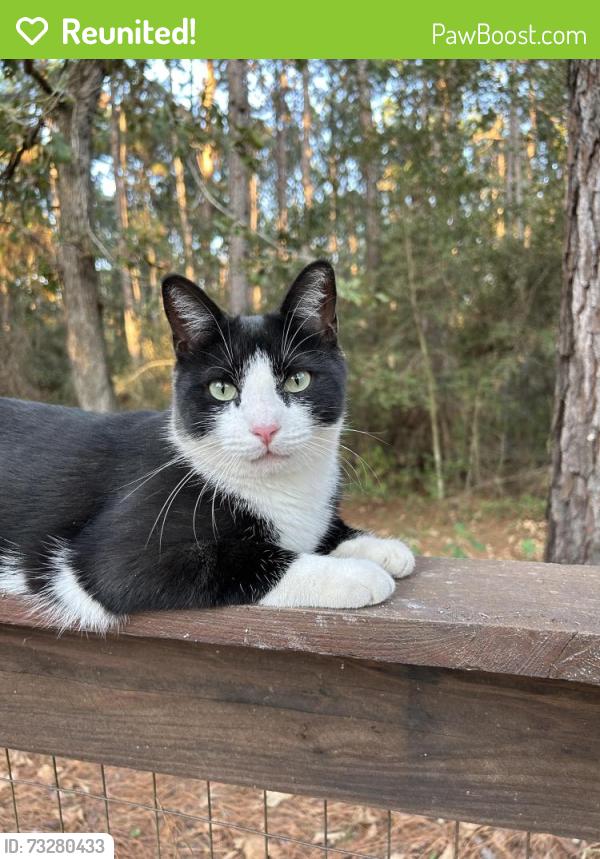 Reunited Male Cat last seen Deer run rd, Montgomery County, TX 77356