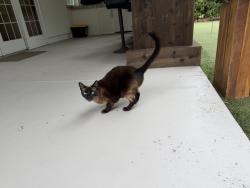 Found/Stray Female Cat last seen Goodpasture Road/ Delta Ponds Area, Eugene, OR 97401