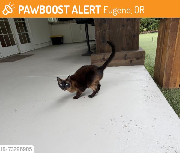 Found/Stray Female Cat last seen Goodpasture Road/ Delta Ponds Area, Eugene, OR 97401