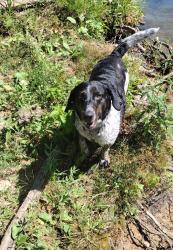 Lost Female Dog last seen S Prosperity Ave, Duenweg, MO 64835