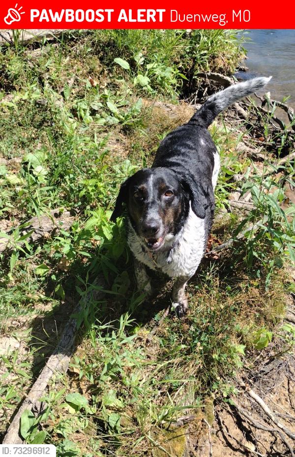 Lost Female Dog last seen S Prosperity Ave, Duenweg, MO 64835