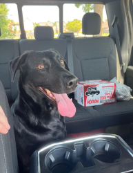 Reunited Female Dog last seen Dexter Ln and Dexter Rd, Memphis, TN 38016