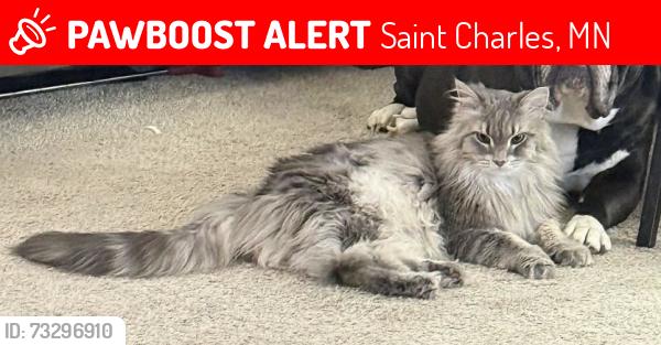 Lost Female Cat last seen St Charles Mn, Saint Charles, MN 55972