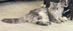 Lost Female Cat last seen St Charles Mn, Saint Charles, MN 55972