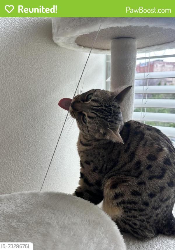 Reunited Female Cat last seen William and Pablo, Oakland, CA 94612