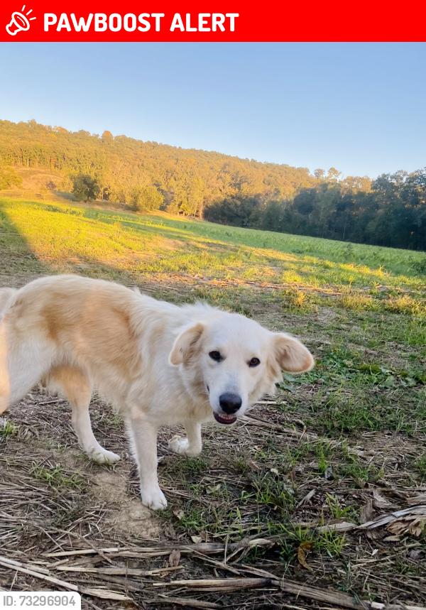 Lost Female Dog last seen Off of Farmersville at the Bottom of Little Sand Mountain, Chattooga County, GA 30747