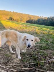 Lost Female Dog last seen Off of Farmersville at the Bottom of Little Sand Mountain, Chattooga County, GA 30747
