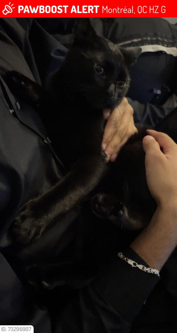 Lost Male Cat last seen Parc de sienne, Montréal, QC H1Z 1G8