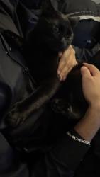 Lost Male Cat last seen Parc de sienne, Montréal, QC H1Z 1G8