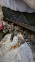 Found/Stray Female Cat last seen In our possession, Edmonton, AB T5T 1N9