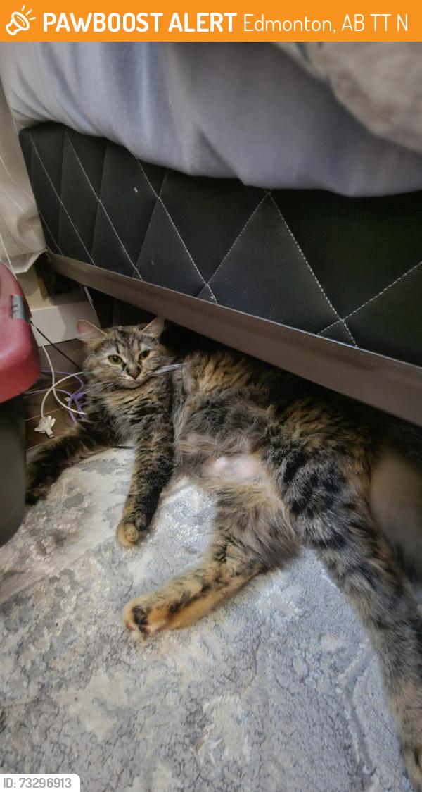 Found/Stray Female Cat last seen In our possession, Edmonton, AB T5T 1N9