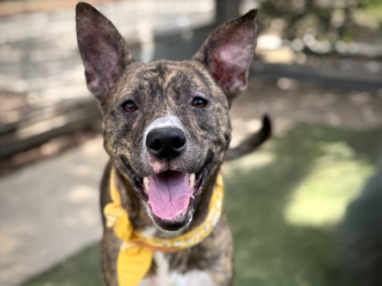 Shelter Stray Female Dog last seen , 957 N Gaffey St, San Pedro, CA 90731, USA