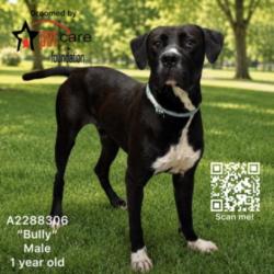 Shelter Stray Male Dog last seen , 3201 Lacy St, Los Angeles, CA 90031, USA