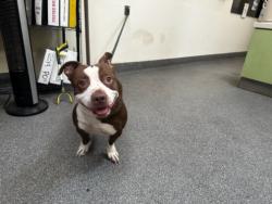 Shelter Stray Male Dog last seen , 3201 Lacy St, Los Angeles, CA 90031, USA