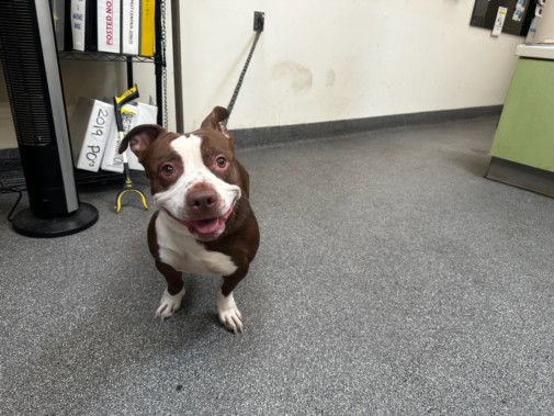Shelter Stray Male Dog last seen , 3201 Lacy St, Los Angeles, CA 90031, USA