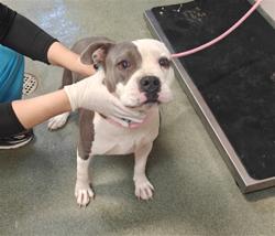 Shelter Stray Female Dog last seen Near BLOCK ASPEN LOOP SANTA FE NM 87507, 100 Caja Del Rio Rd, Santa Fe, NM 87507, USA