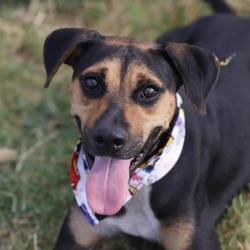 Shelter Stray Female Dog last seen Near BLOCK ESCALON AVE, 4710 TX-151, San Antonio, TX 78227, USA