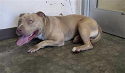Shelter Stray Male Dog last seen , West Valley Animal Shelter, 20655 Plummer St, Chatsworth, CA 91311, USA