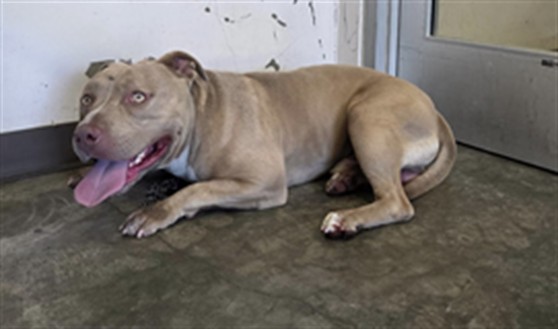 Shelter Stray Male Dog last seen , West Valley Animal Shelter, 20655 Plummer St, Chatsworth, CA 91311, USA