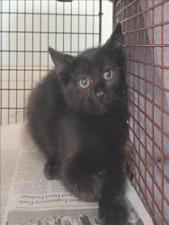 Shelter Stray Female Cat last seen , 1850 W 60th St, Los Angeles, CA 90047, USA