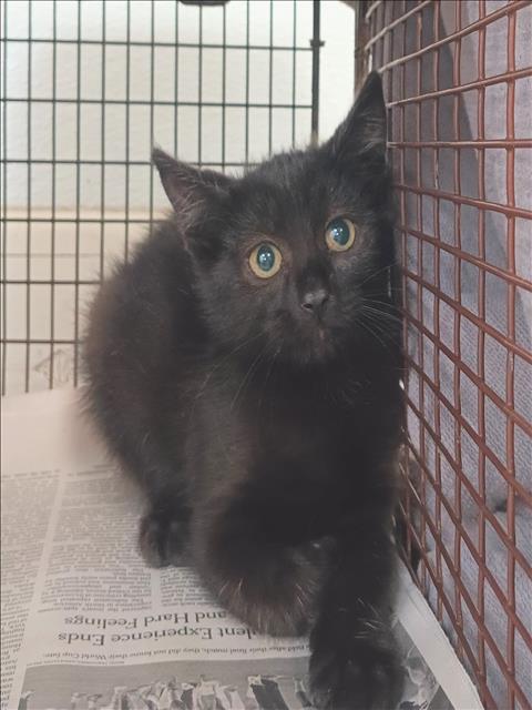 Shelter Stray Female Cat last seen , 1850 W 60th St, Los Angeles, CA 90047, USA