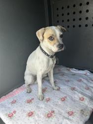 Shelter Stray Male Dog last seen , 4275 Elton St, Baldwin Park, CA 91706, USA