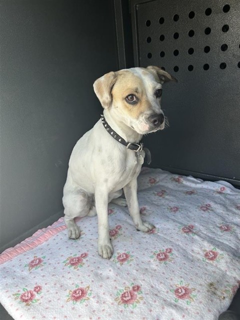 Shelter Stray Male Dog last seen , 4275 Elton St, Baldwin Park, CA 91706, USA