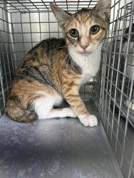 Shelter Stray Female Cat last seen , 4275 Elton St, Baldwin Park, CA 91706, USA