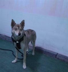 Shelter Stray Male Dog last seen , 4275 Elton St, Baldwin Park, CA 91706, USA