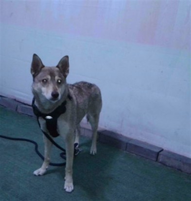 Shelter Stray Male Dog last seen , 4275 Elton St, Baldwin Park, CA 91706, USA