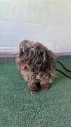 Shelter Stray Female Dog last seen , 4275 Elton St, Baldwin Park, CA 91706, USA