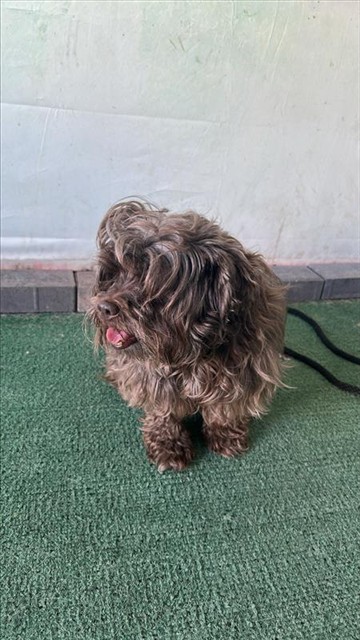 Shelter Stray Female Dog last seen , 4275 Elton St, Baldwin Park, CA 91706, USA
