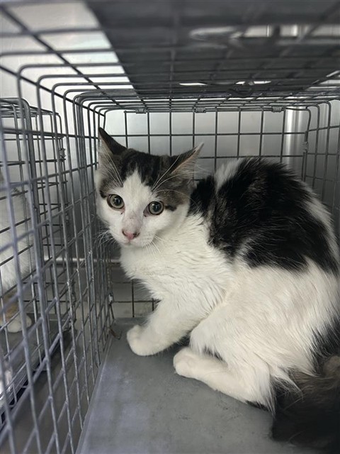 Shelter Stray Male Cat last seen , 4275 Elton St, Baldwin Park, CA 91706, USA