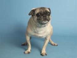 Shelter Stray Female Dog last seen COMBS/GANTZEL, 5501 E Van Buren St, Phoenix, AZ 85008, USA