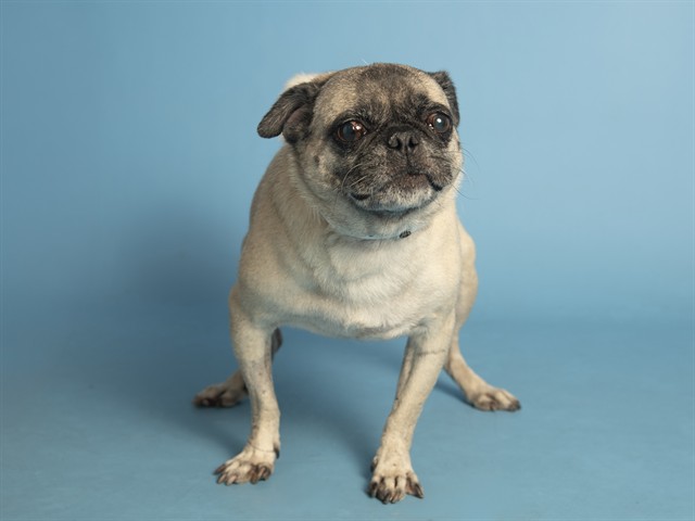 Shelter Stray Female Dog last seen COMBS/GANTZEL, 5501 E Van Buren St, Phoenix, AZ 85008, USA