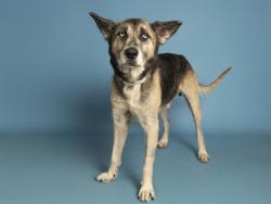 Shelter Stray Male Dog last seen THOMAS AND 59TH AVE, 5501 E Van Buren St, Phoenix, AZ 85008, USA