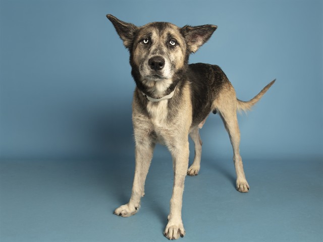 Shelter Stray Male Dog last seen THOMAS AND 59TH AVE, 5501 E Van Buren St, Phoenix, AZ 85008, USA
