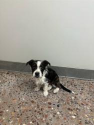 Shelter Stray Male Dog last seen S. 65TH DRIVE AND W. JACKSON ST., 5501 E Van Buren St, Phoenix, AZ 85008, USA
