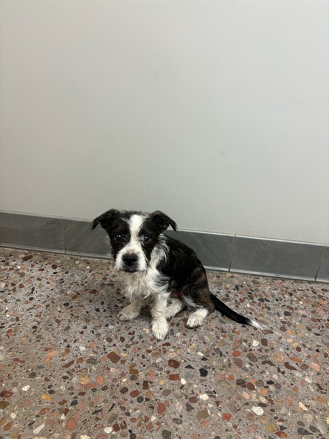 Shelter Stray Male Dog last seen S. 65TH DRIVE AND W. JACKSON ST., 5501 E Van Buren St, Phoenix, AZ 85008, USA