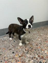 Shelter Stray Female Dog last seen S. 65TH DRIVE AND W. JACKSON ST., 5501 E Van Buren St, Phoenix, AZ 85008, USA