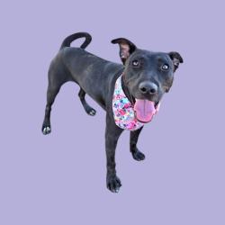 Shelter Stray Female Dog last seen Near WILDWOOD RD, WASCO CA 93280, 3951 Fruitvale Ave, Bakersfield, CA 93308, USA