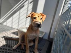 Shelter Stray Female Dog last seen Near BLOCK W RIALTO, 333 Chandler Pl, San Bernardino, CA 92408, USA