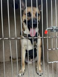Shelter Stray Male Dog last seen Near BLOCK S I-35 SERVICE RD, OKLAHOMA CITY OK 73129, 2811 SE 29th St, Oklahoma City, OK 73129, USA